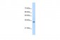 HOXB4 antibody - C-terminal region