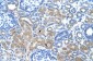 DCUN1D1 antibody - N-terminal region