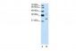 DCUN1D1 antibody - N-terminal region