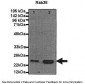RAB38 antibody - N-terminal region