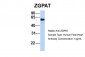 ZGPAT antibody - middle region