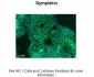 SYMPK antibody - N-terminal region