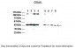 RNF128 antibody - C-terminal region