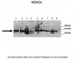 Hdac4 Antibody - C-terminal region