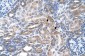 SLC29A2 antibody - N-terminal region