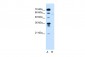 FMO3 antibody - N-terminal region
