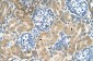 TM9SF1 antibody - N-terminal region