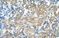 TM9SF1 antibody - middle region