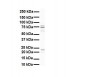 RHOT1 antibody - N-terminal region