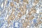 PARL antibody - N-terminal region