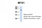 MTX1 antibody - C-terminal region