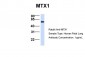 MTX1 antibody - C-terminal region