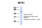 MTX1 antibody - C-terminal region