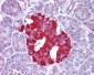 GLUD1 antibody - N-terminal region