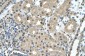 SBDS antibody - N-terminal region