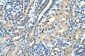 SBDS antibody - C-terminal region