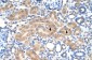 PDE9A Antibody