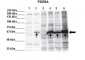 PDE9A Antibody