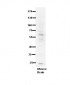 PDE9A Antibody
