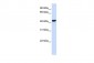 CTH antibody - N-terminal region