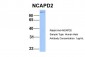 NCAPD2 antibody - C-terminal region