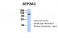ATP2A3 antibody - middle region