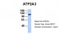 ATP2A3 antibody - middle region