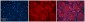 Tmed1 antibody - N-terminal region