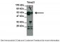 Tmed1 antibody - N-terminal region