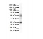 Tmed1 antibody - N-terminal region