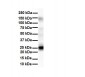 Tmed1 antibody - N-terminal region