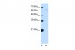 NOX1 antibody - C-terminal region