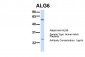 ALG6 antibody - N-terminal region