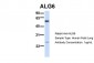 ALG6 antibody - N-terminal region