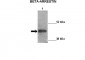 ARRB2 antibody - middle region