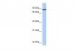 JPH1 antibody - C-terminal region