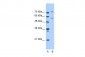 JPH1 antibody - C-terminal region