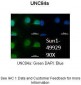 UNC84A antibody - N-terminal region
