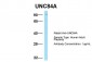 UNC84A antibody - N-terminal region