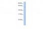 PWP1 antibody - C-terminal region