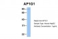 AP1G1 antibody - C-terminal region