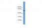 TOM1 antibody - middle region