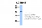 ACTR1B antibody - C-terminal region