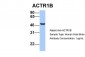 ACTR1B antibody - C-terminal region