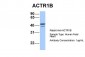 ACTR1B antibody - C-terminal region