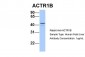 ACTR1B antibody - C-terminal region