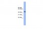 GTF2A1L antibody - C-terminal region