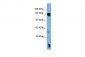 NLRP1 antibody - N-terminal region