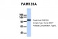 FAM120A antibody - middle region