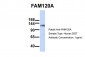 FAM120A antibody - middle region